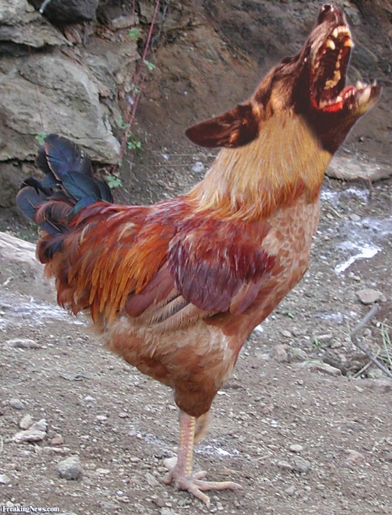 Rooster-Dog-53176
